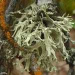 Evernia prunastri