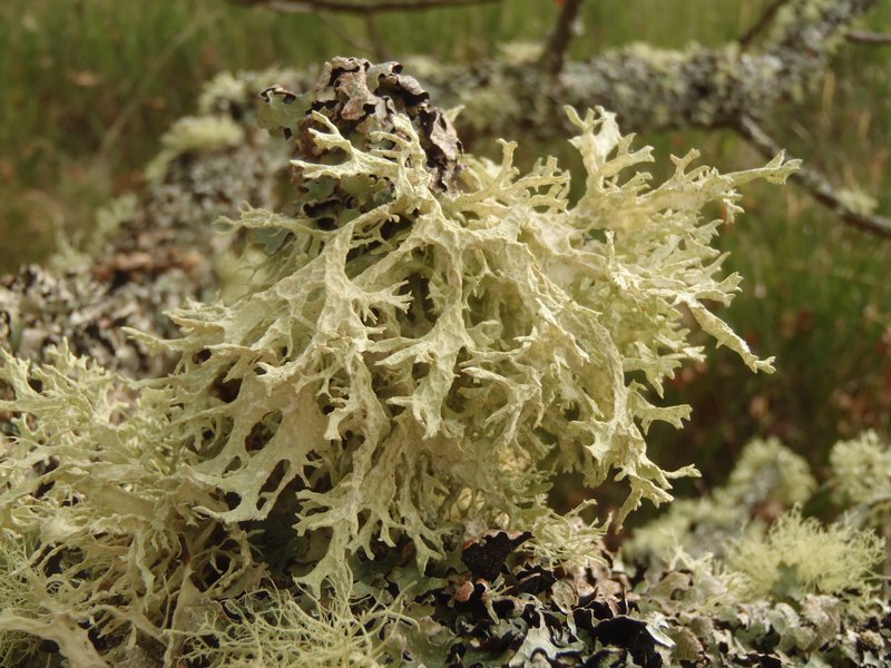 Ways of Enlichenment - Lichens of North America