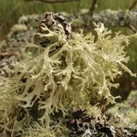 Evernia prunastri