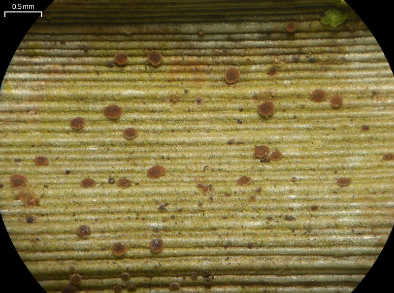 Fellhanera floridana