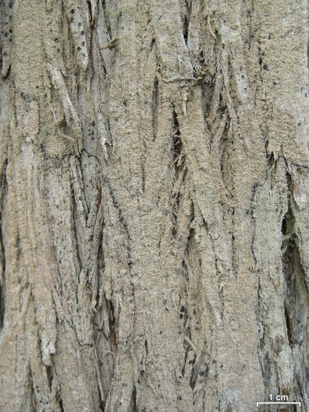 Fissurina cypressi
