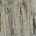 Fissurina cypressi