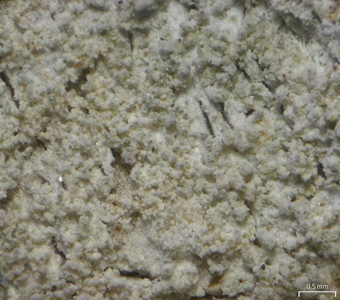 Fissurina cypressi