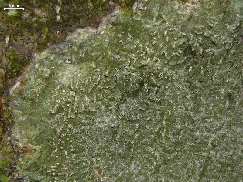 Fissurina insidiosa