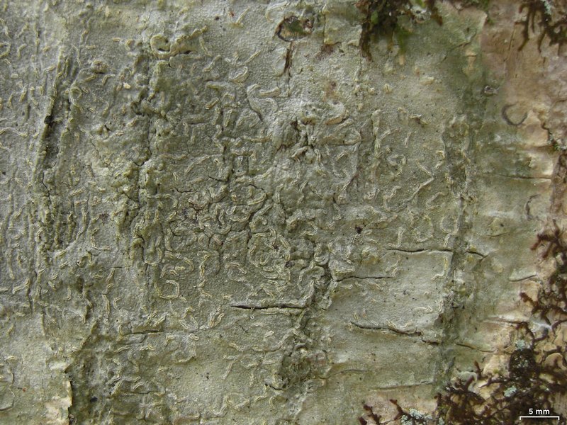 Fissurina insidiosa
