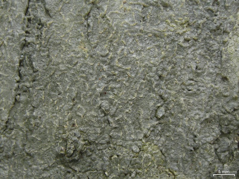 Fissurina insidiosa