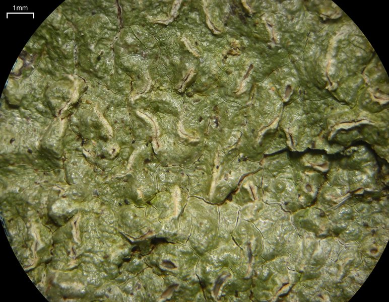 Fissurina insidiosa