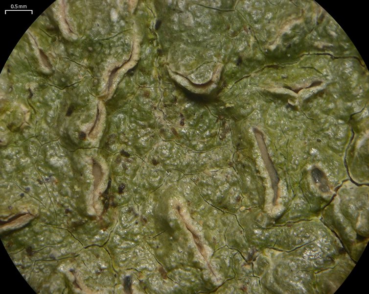 Fissurina insidiosa