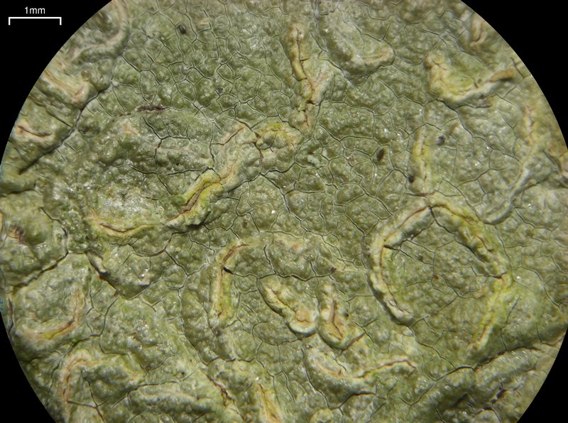 Fissurina insidiosa