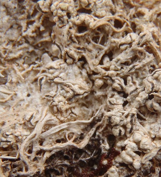 Fissurina insidiosa