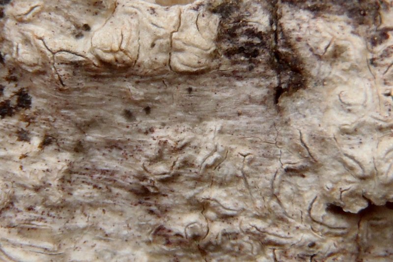 Fissurina insidiosa