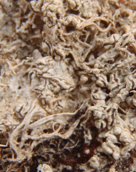 Fissurina insidiosa