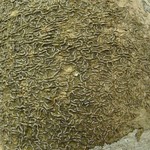 Fissurina rufula