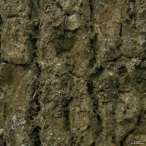Fissurina subnitidula