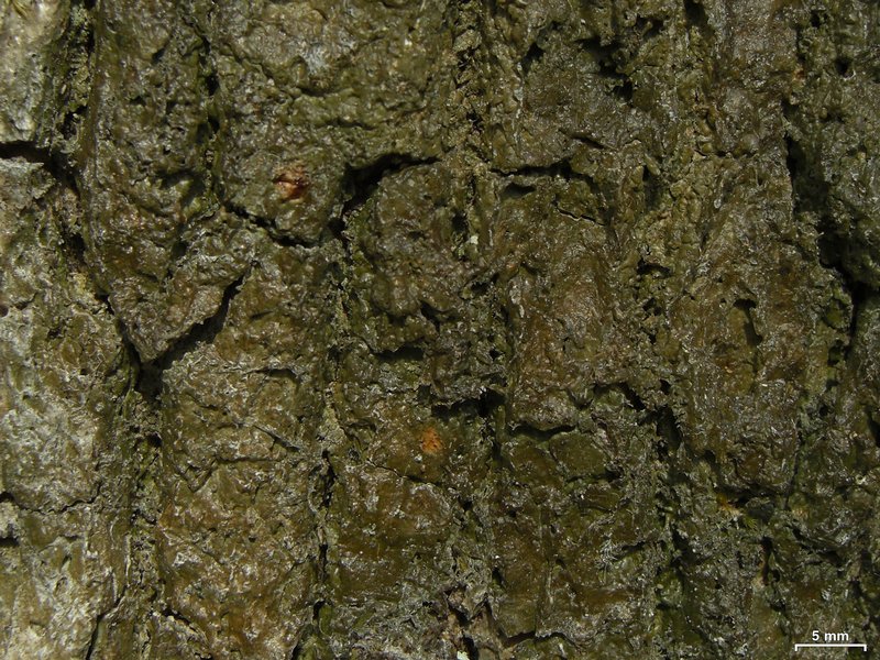 Fissurina subnitidula