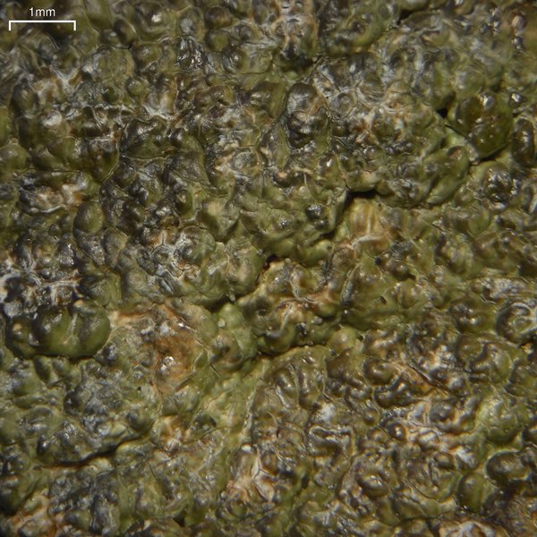 Fissurina subnitidula