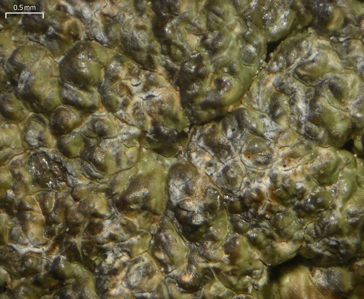 Fissurina subnitidula