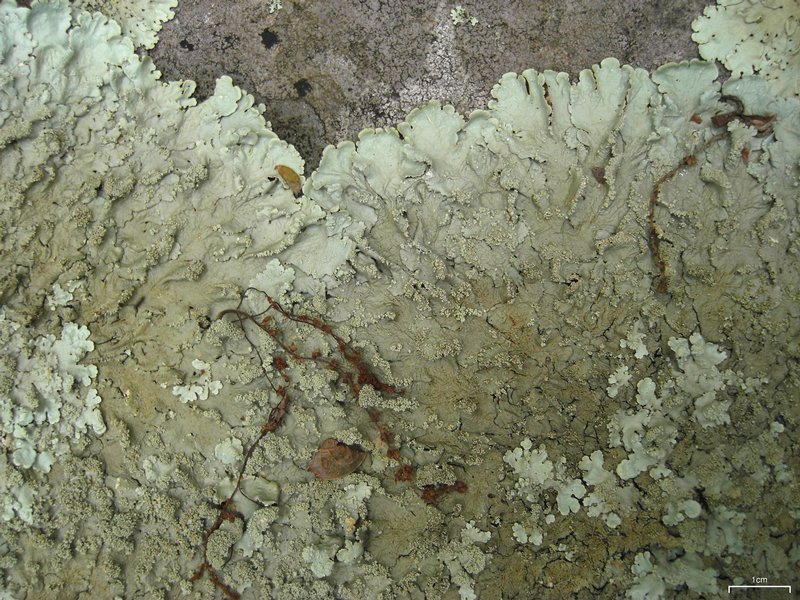 Flavoparmelia baltimorensis