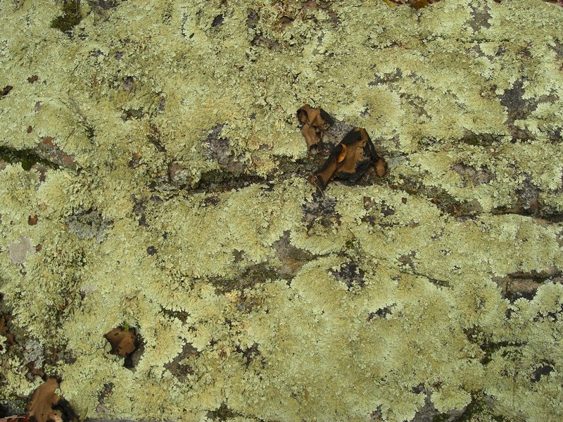 Flavoparmelia baltimorensis
