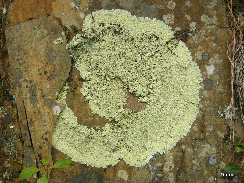 Flavoparmelia baltimorensis