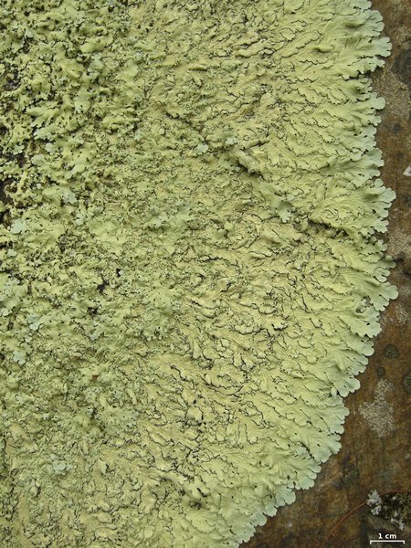 Flavoparmelia baltimorensis