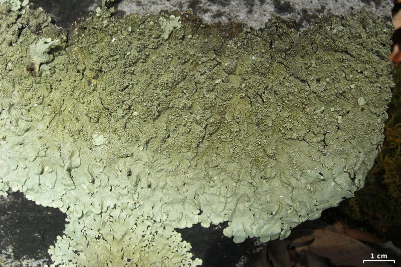 Flavoparmelia baltimorensis