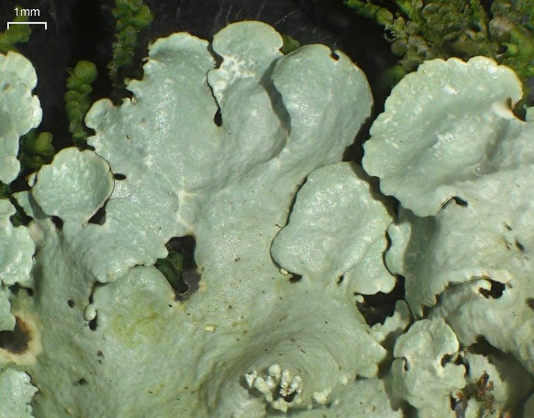 Flavoparmelia baltimorensis