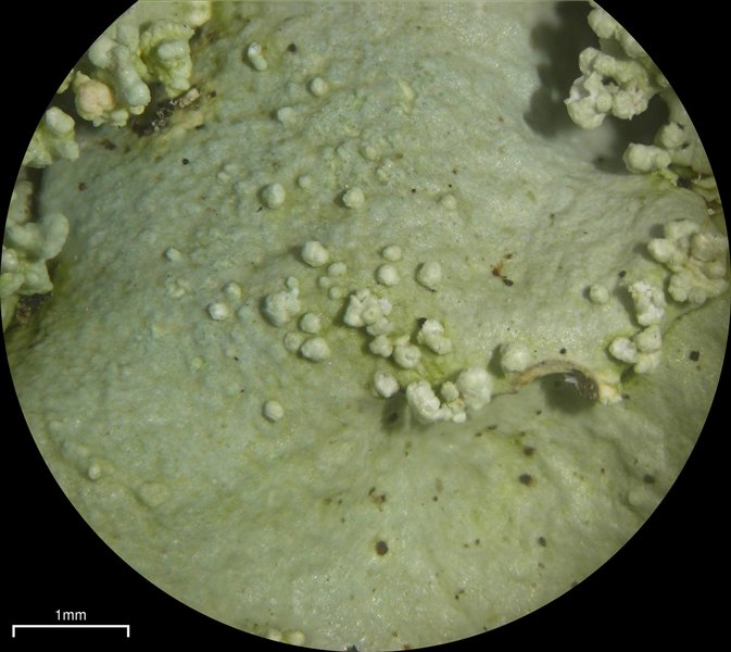 Flavoparmelia baltimorensis