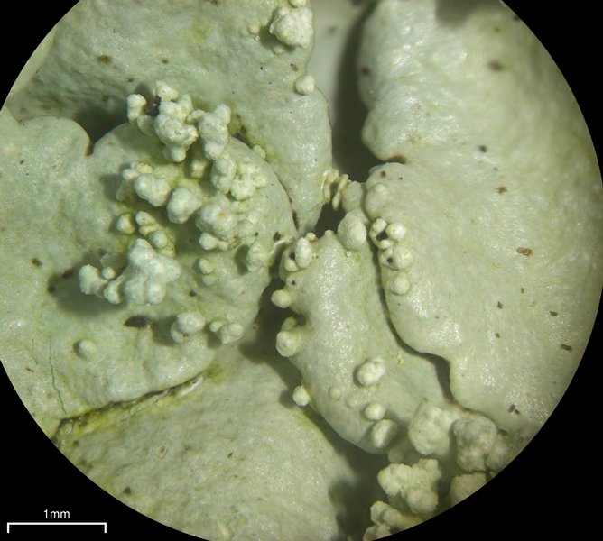 Flavoparmelia baltimorensis