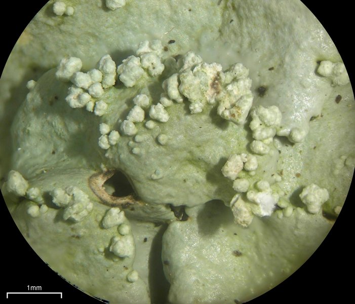 Flavoparmelia baltimorensis