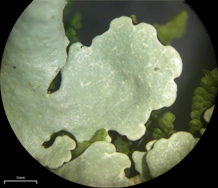 Flavoparmelia baltimorensis
