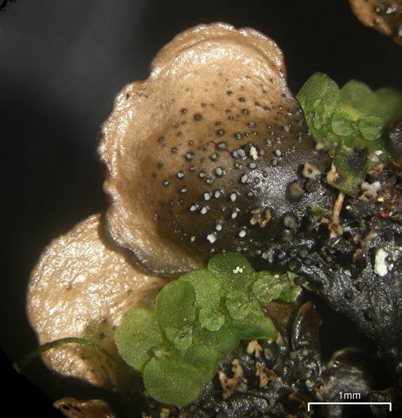Flavoparmelia baltimorensis