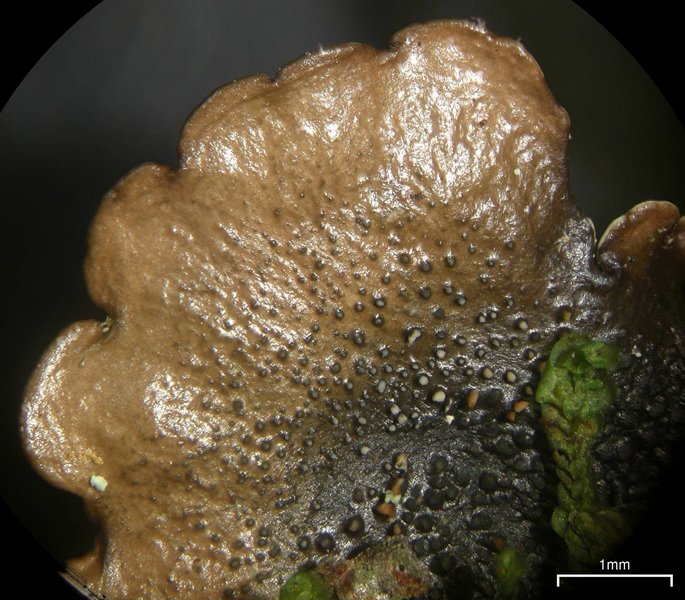 Flavoparmelia baltimorensis