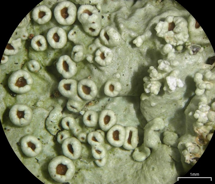 Flavoparmelia baltimorensis
