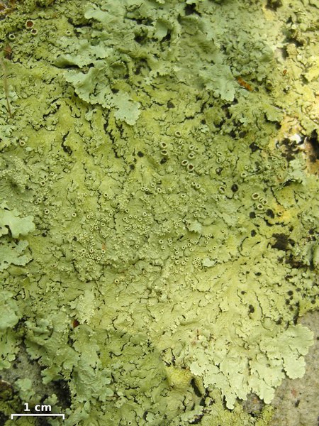 Flavoparmelia baltimorensis