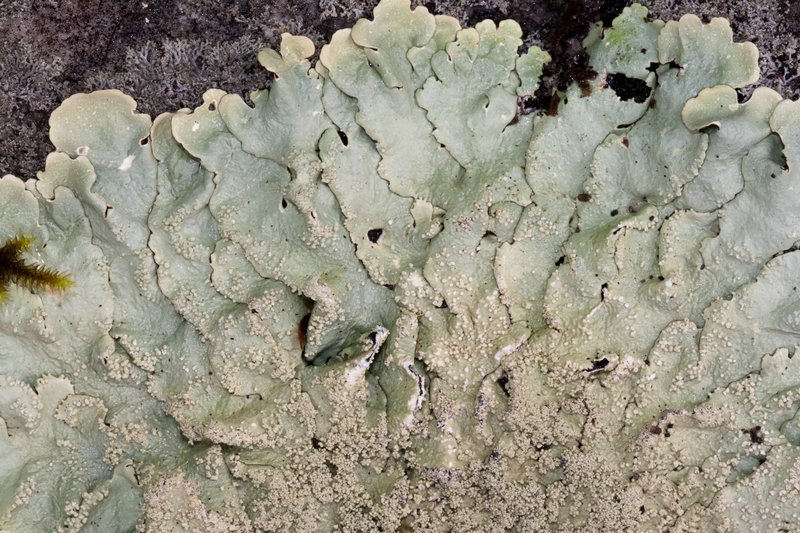 Flavoparmelia baltimorensis