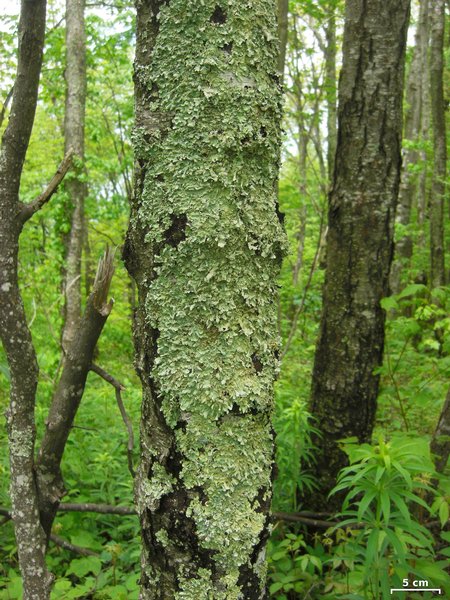 Flavoparmelia caperata