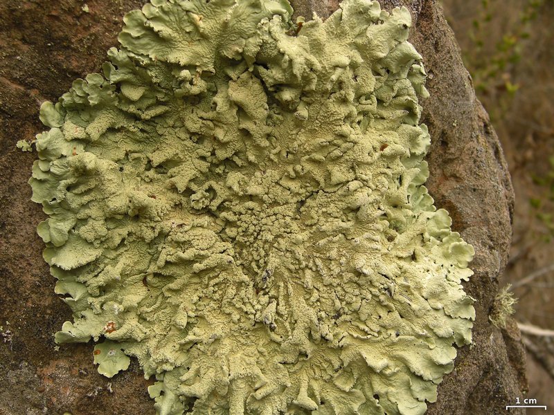 Flavoparmelia caperata