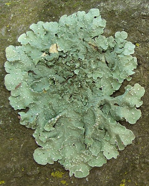 Flavopunctelia flaventior