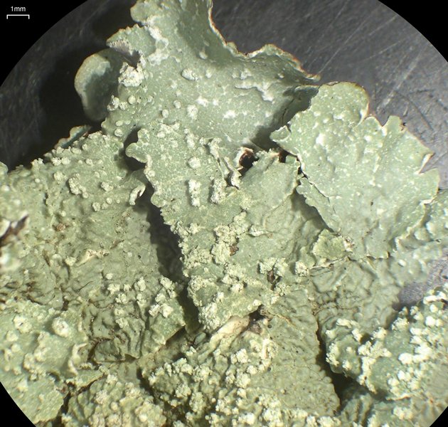 Flavopunctelia flaventior