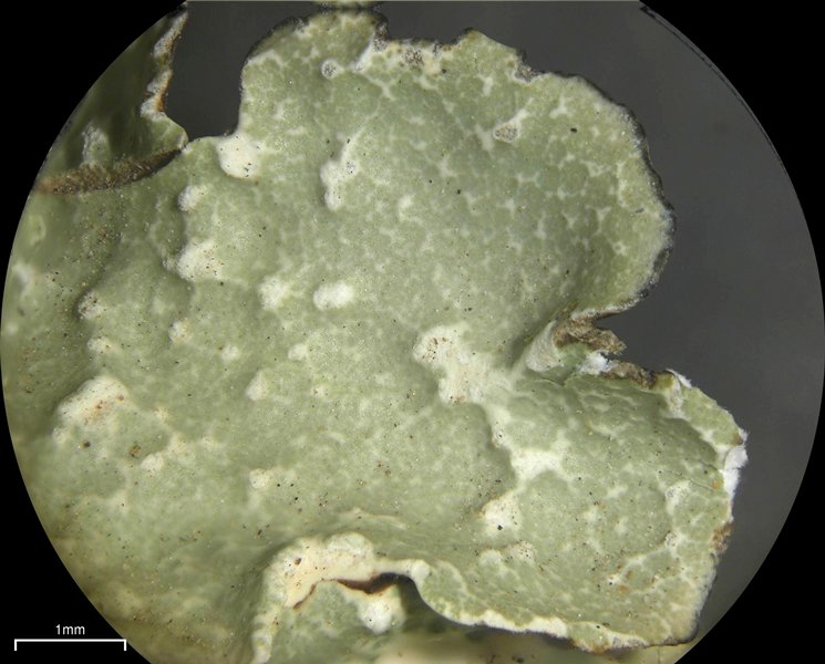 Flavopunctelia flaventior