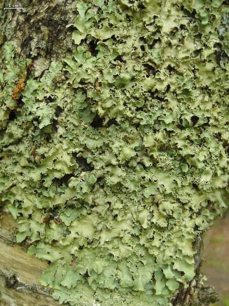 Flavopunctelia flaventior