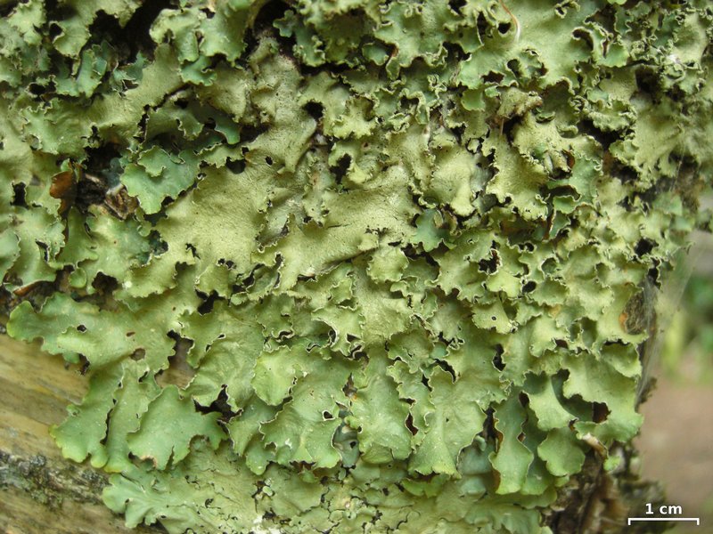 Flavopunctelia flaventior