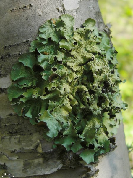 Flavopunctelia flaventior