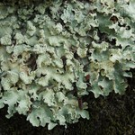 Flavopunctelia flaventior