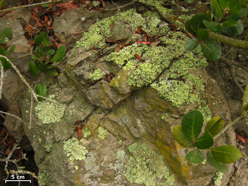 Flavopunctelia flaventior