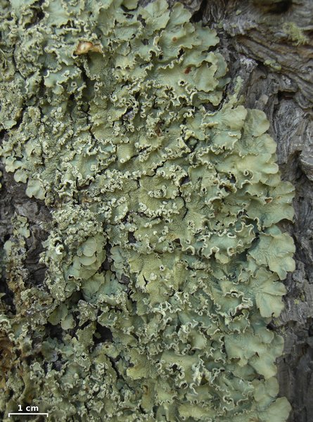 Flavopunctelia flaventior