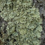 Flavopunctelia flaventior