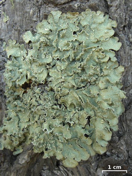 Flavopunctelia flaventior