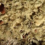 Flavopunctelia praesignis